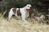 BOULEDOGUE AMERICAIN 087